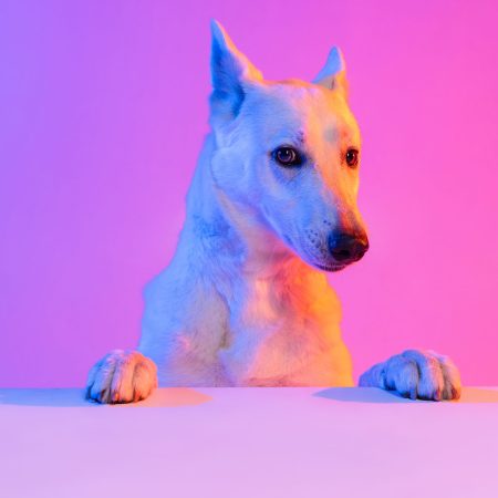 Portrait of purebred dog, White Shepherd isolated over studio background in neon gradient pink light filter. Concept of motion, action, pets love, animal life. Copy space for ad. Looks sweet, happy